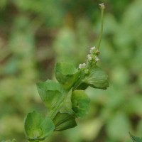 Acalypha indica L.